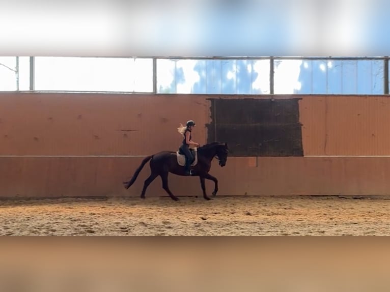 Westfaliano Giumenta 13 Anni 173 cm Sauro scuro in Windhagen