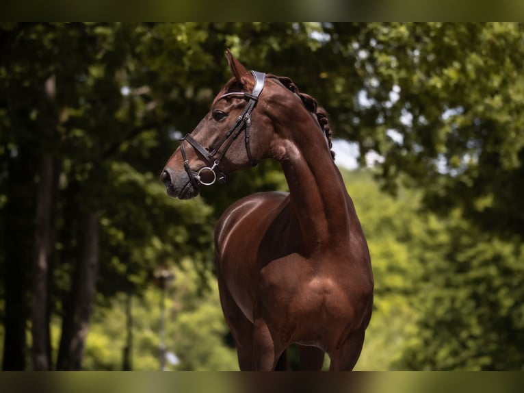 Westfaliano Giumenta 13 Anni 173 cm Sauro scuro in Windhagen