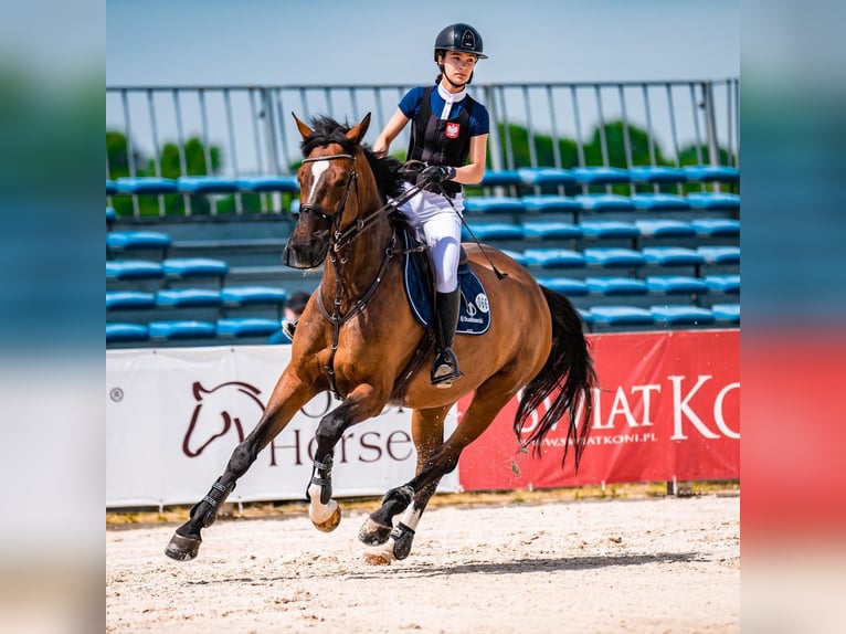 Westfaliano Giumenta 13 Anni 175 cm Baio ciliegia in Grębanin