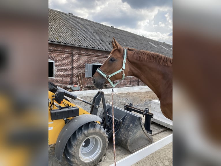 Westfaliano Giumenta 13 Anni 178 cm Sauro in Delitzsch