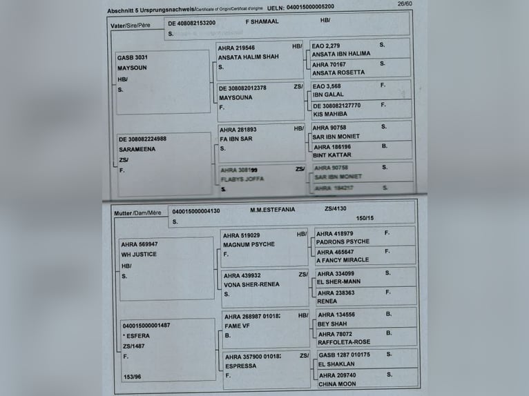 Westfaliano Giumenta 13 Anni Sauro scuro in Neutal