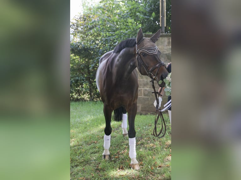 Westfaliano Giumenta 14 Anni 161 cm Baio in Bodenfelde