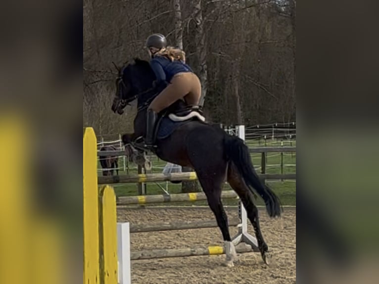 Westfaliano Giumenta 14 Anni 161 cm Baio in Bodenfelde