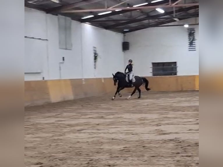 Westfaliano Giumenta 14 Anni 161 cm Baio in Bodenfelde