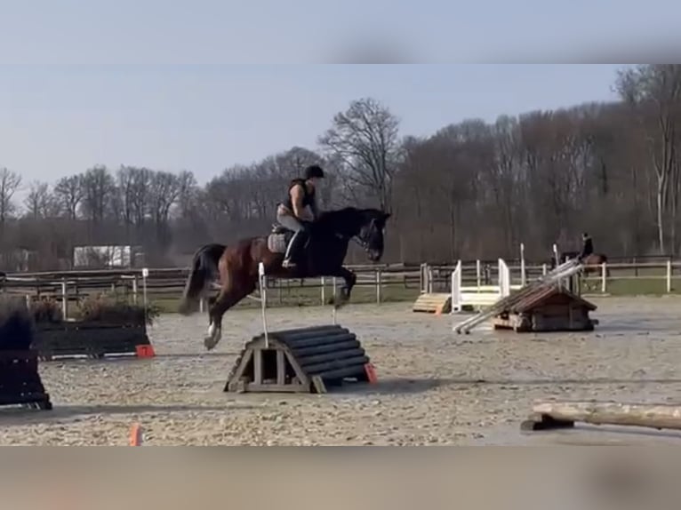 Westfaliano Giumenta 14 Anni 163 cm Baio in Versmold