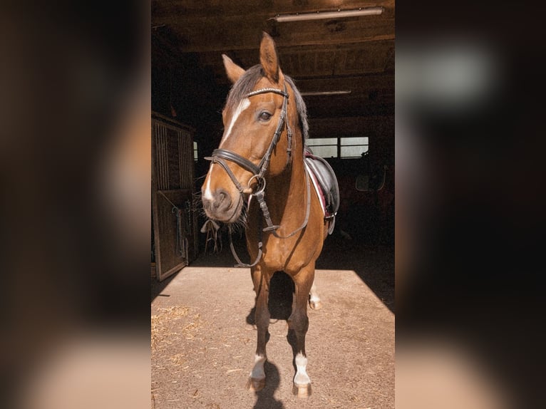 Westfaliano Giumenta 14 Anni 163 cm Baio in Versmold