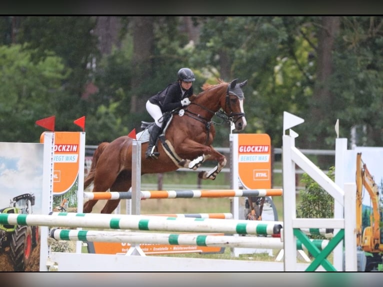 Westfaliano Giumenta 14 Anni 164 cm Sauro in Winsen (Aller)