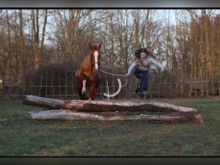 Westfaliano Giumenta 14 Anni 164 cm Sauro in Winsen (Aller)