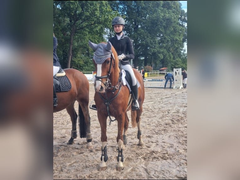 Westfaliano Giumenta 14 Anni 164 cm Sauro in Winsen (Aller)