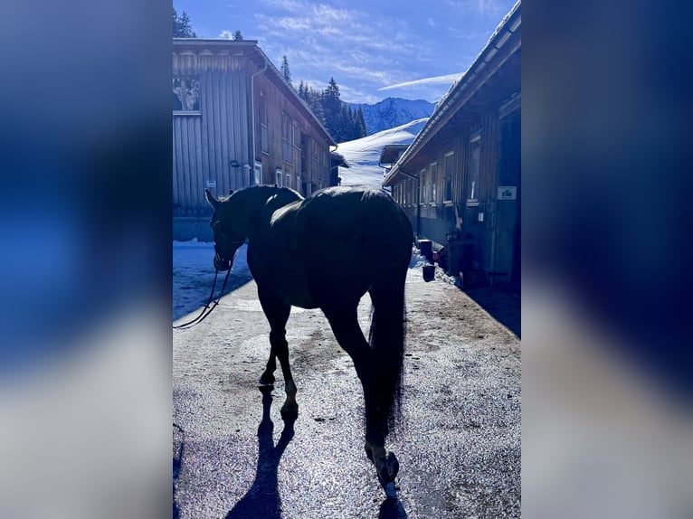 Westfaliano Giumenta 14 Anni 165 cm Baio in Nesselwängle