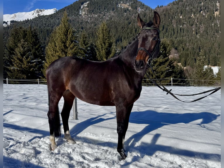 Westfaliano Giumenta 14 Anni 165 cm Baio in Nesselwängle
