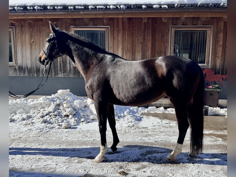 Westfaliano Giumenta 14 Anni 165 cm Baio in Nesselwängle