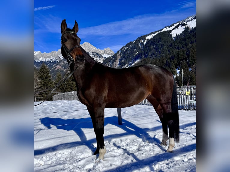 Westfaliano Giumenta 14 Anni 165 cm Baio in Nesselwängle