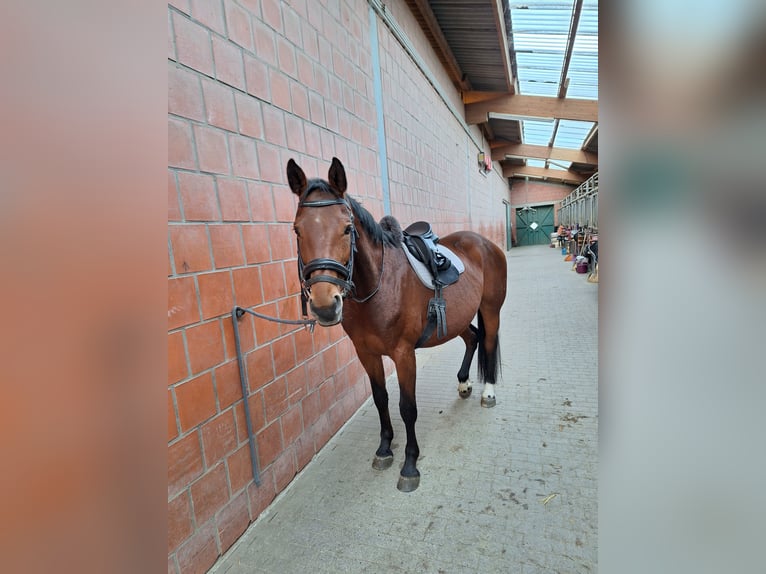 Westfaliano Giumenta 14 Anni 165 cm Baio in Bönen