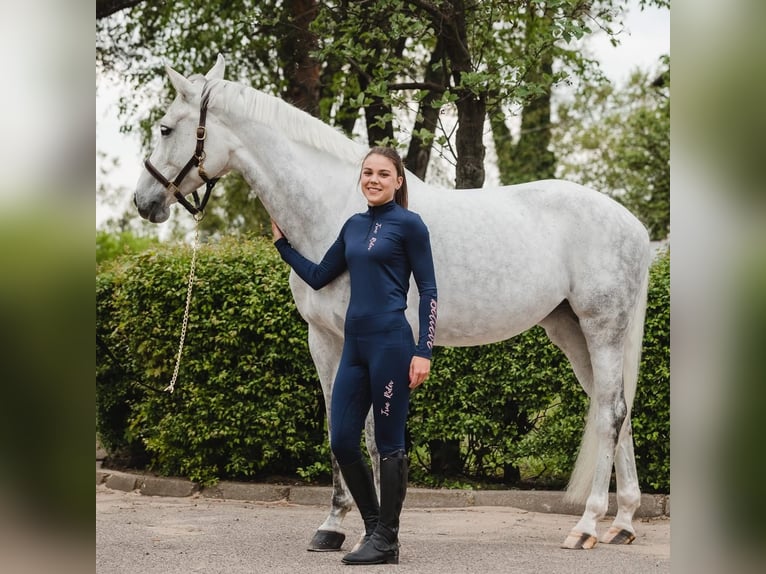 Westfaliano Giumenta 14 Anni 167 cm Grigio in Wyszyny