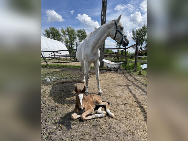 Westfaliano Giumenta 14 Anni 167 cm Grigio in Wyszyny