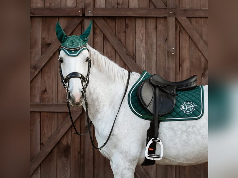 Westfaliano Giumenta 14 Anni 167 cm Grigio in Wyszyny