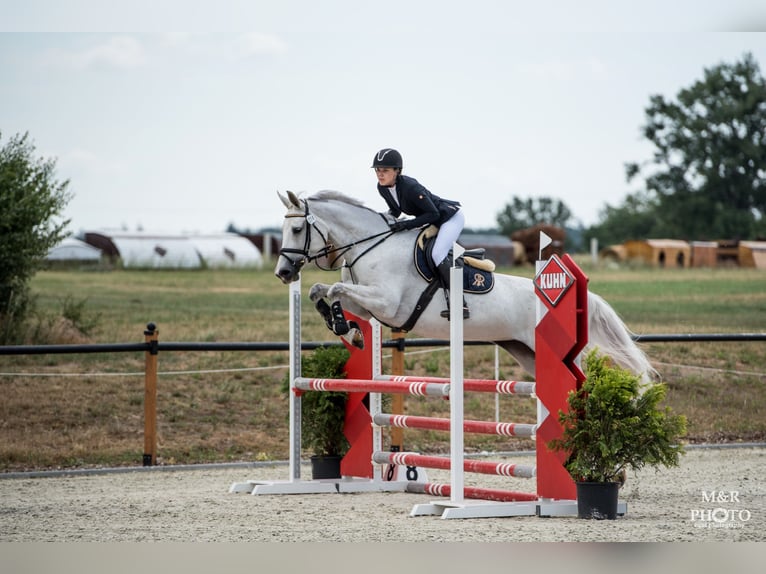 Westfaliano Giumenta 14 Anni 167 cm Grigio in Wyszyny