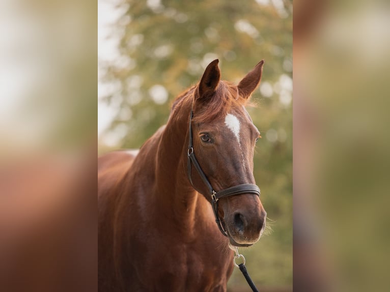 Westfaliano Giumenta 14 Anni 167 cm Sauro in Schwerte