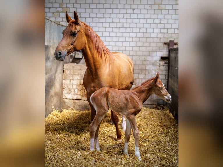 Westfaliano Giumenta 14 Anni 168 cm Sauro in Köln