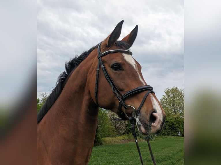 Westfaliano Giumenta 14 Anni 170 cm Baio in Rheinstetten