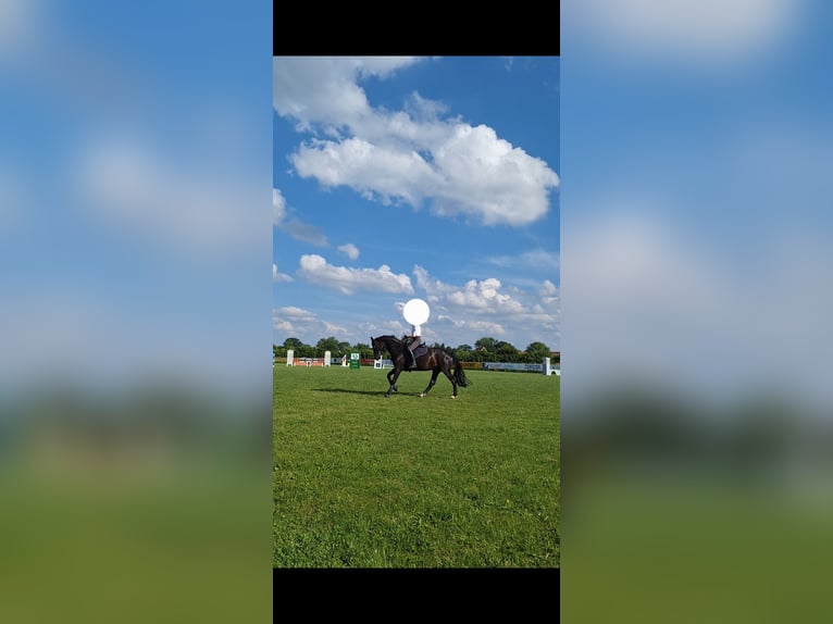 Westfaliano Giumenta 14 Anni 170 cm Baio nero in Nordwalde
