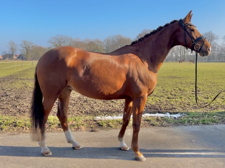 Westfaliano Giumenta 14 Anni 171 cm Sauro in Saerbeck