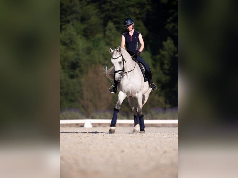 Westfaliano Giumenta 14 Anni 174 cm Grigio in Lindlar