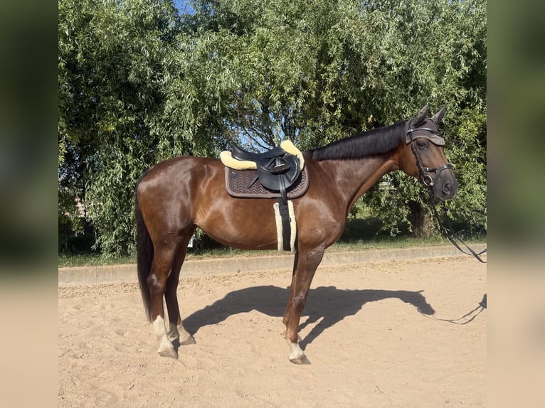 Westfaliano Giumenta 14 Anni 174 cm Sauro scuro in Weißensee