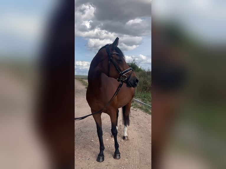 Westfaliano Giumenta 15 Anni 160 cm Baio in Bismark (Altmark)