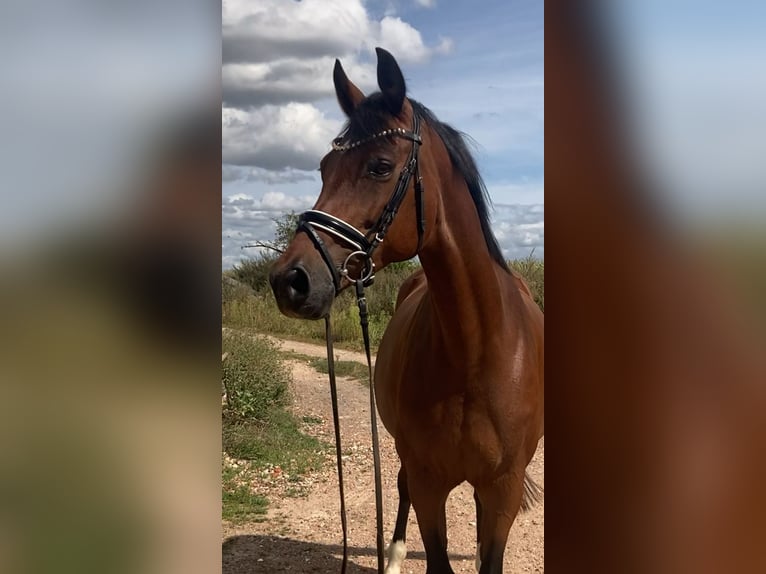 Westfaliano Giumenta 15 Anni 160 cm Baio in Bismark (Altmark)