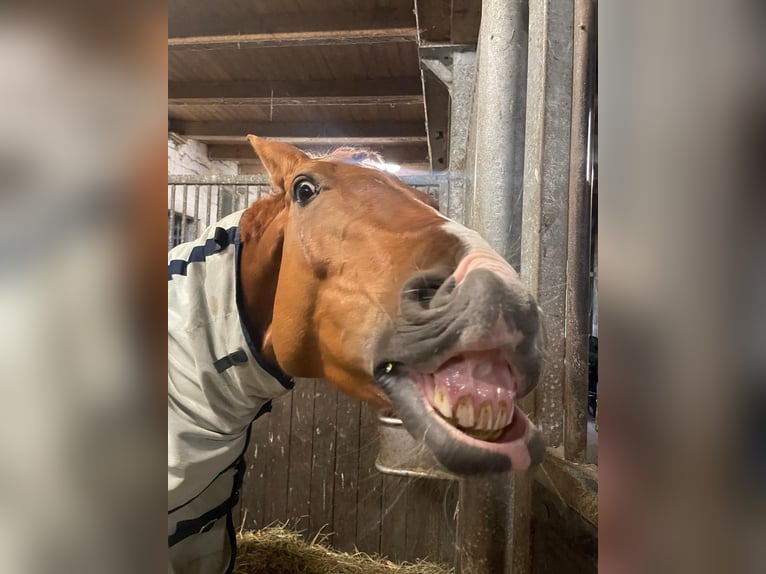 Westfaliano Giumenta 15 Anni 163 cm Sauro in Münster