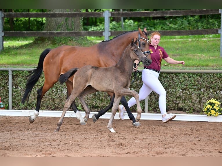 Westfaliano Giumenta 15 Anni 164 cm Baio in Goldbeck