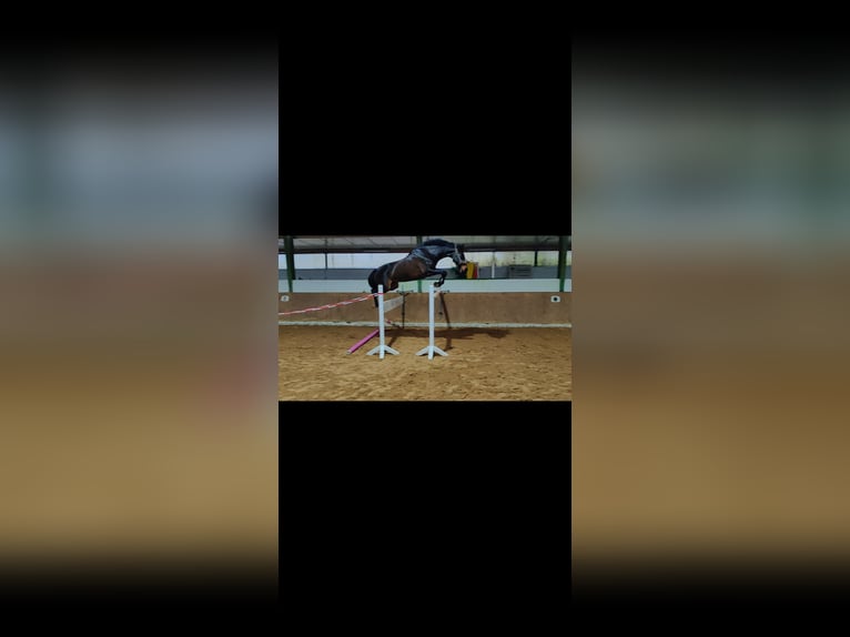 Westfaliano Giumenta 15 Anni 165 cm Baio scuro in Ibbenbüren