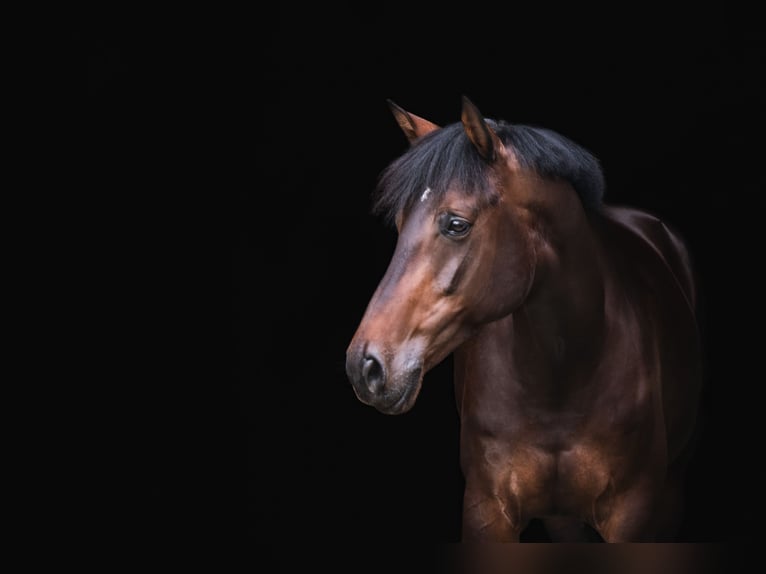 Westfaliano Giumenta 15 Anni 165 cm Baio scuro in Ibbenbüren