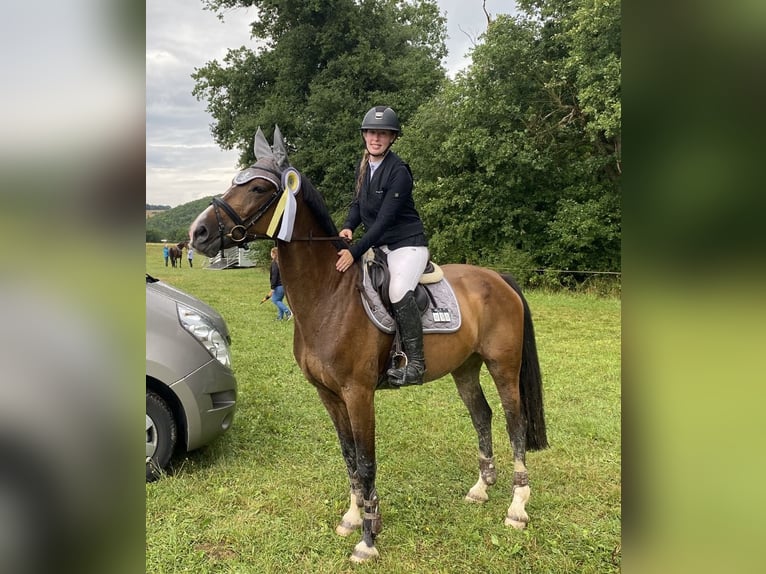 Westfaliano Giumenta 15 Anni 165 cm Baio scuro in Mayen