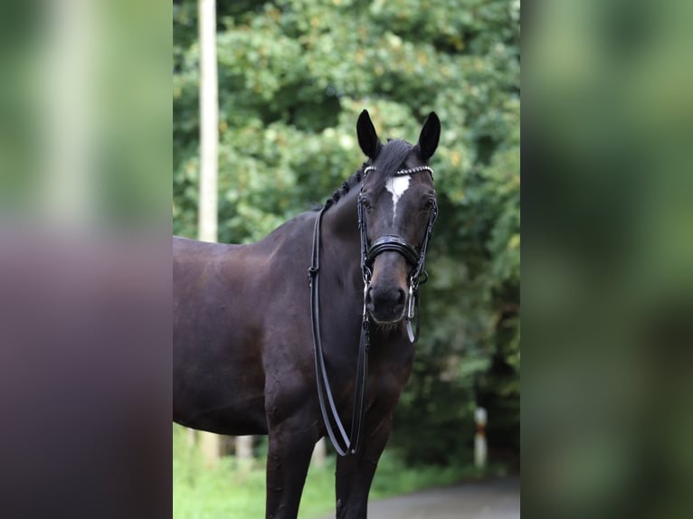 Westfaliano Giumenta 15 Anni 169 cm Morello in Stolberg (Rheinland)