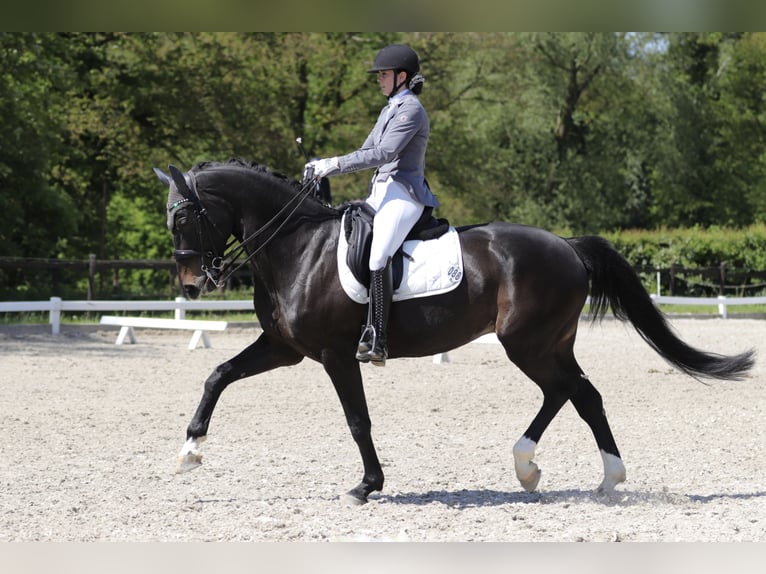 Westfaliano Giumenta 15 Anni 169 cm Morello in Stolberg (Rheinland)