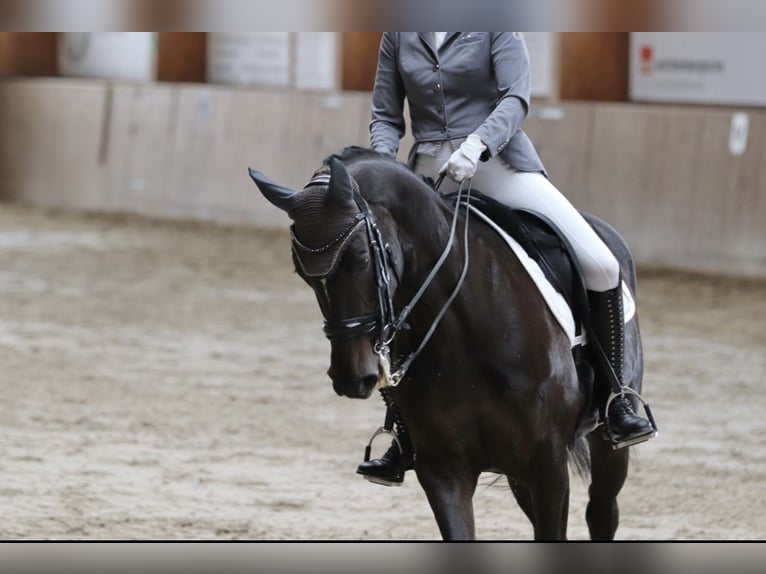 Westfaliano Giumenta 15 Anni 169 cm Morello in Stolberg (Rheinland)