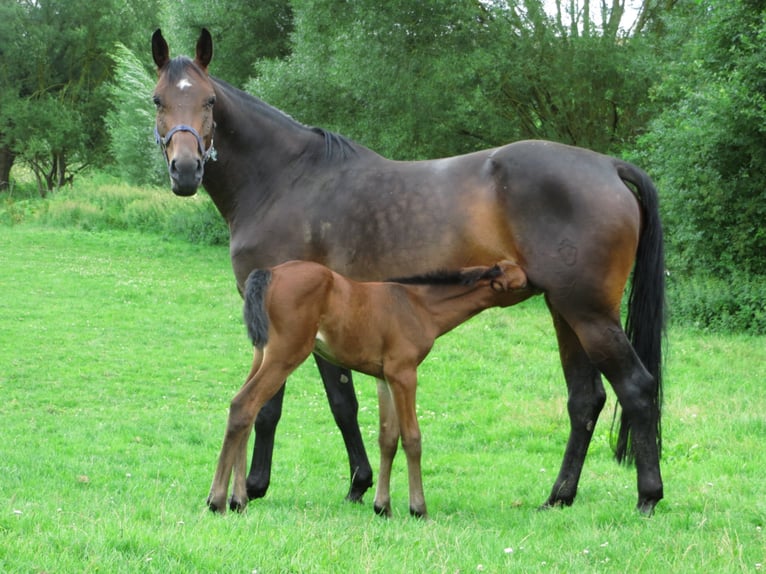 Westfaliano Giumenta 15 Anni 170 cm Baio scuro in Frankenberg
