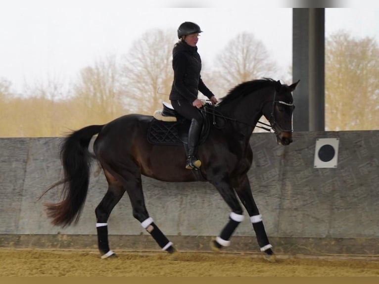 Westfaliano Giumenta 15 Anni 172 cm Baio nero in Geldern