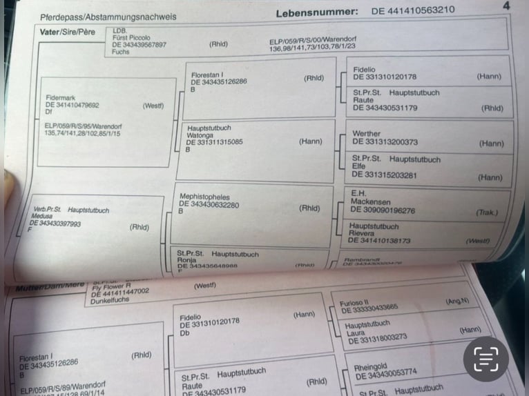 Westfaliano Giumenta 15 Anni 172 cm Sauro scuro in Wesel