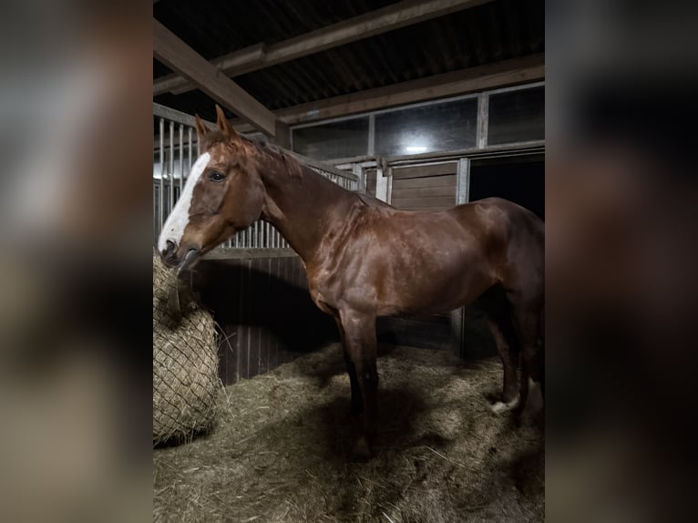 Westfaliano Giumenta 15 Anni 175 cm Sauro scuro in Nachrodt-Wiblingwerde