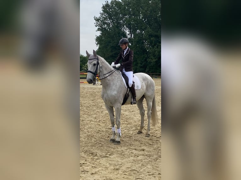 Westfaliano Giumenta 15 Anni 180 cm Grigio pezzato in Everswinkel