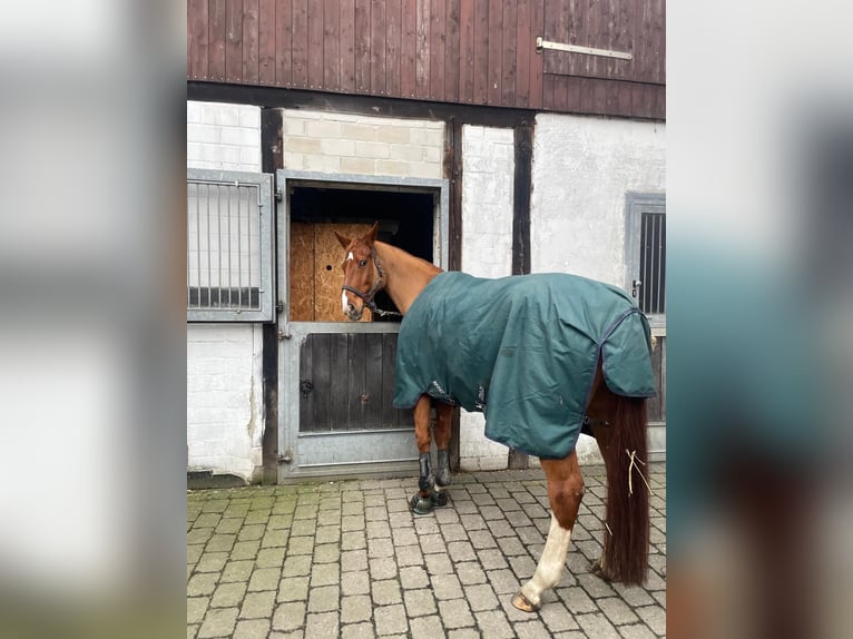 Westfaliano Giumenta 16 Anni 163 cm Sauro in Münster
