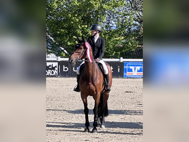 Westfaliano Giumenta 16 Anni 165 cm Baio in Schloß Holte-Stukenbrock