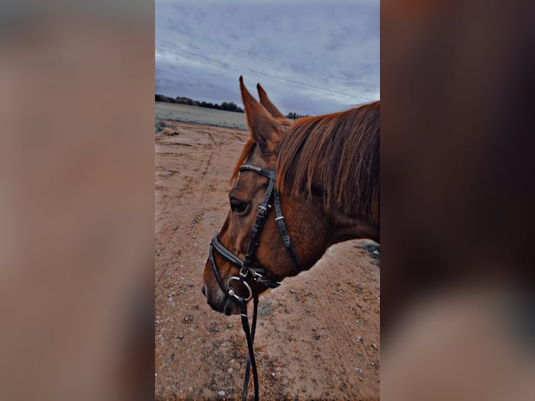 Westfaliano Giumenta 16 Anni 165 cm Sauro in Alsdorf