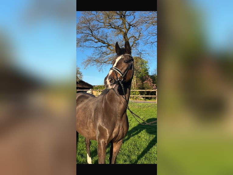 Westfaliano Giumenta 16 Anni 166 cm Baio nero in Regesbostel