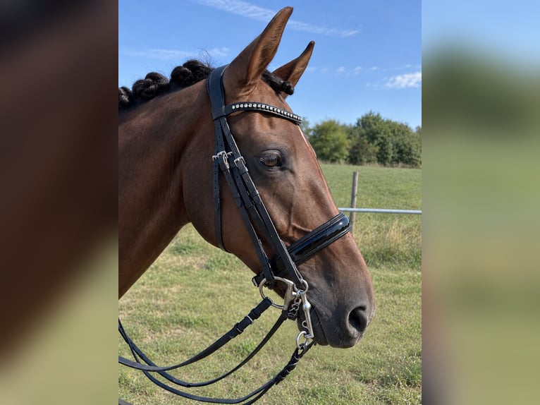 Westfaliano Giumenta 16 Anni 166 cm Sauro scuro in Alsfeld
