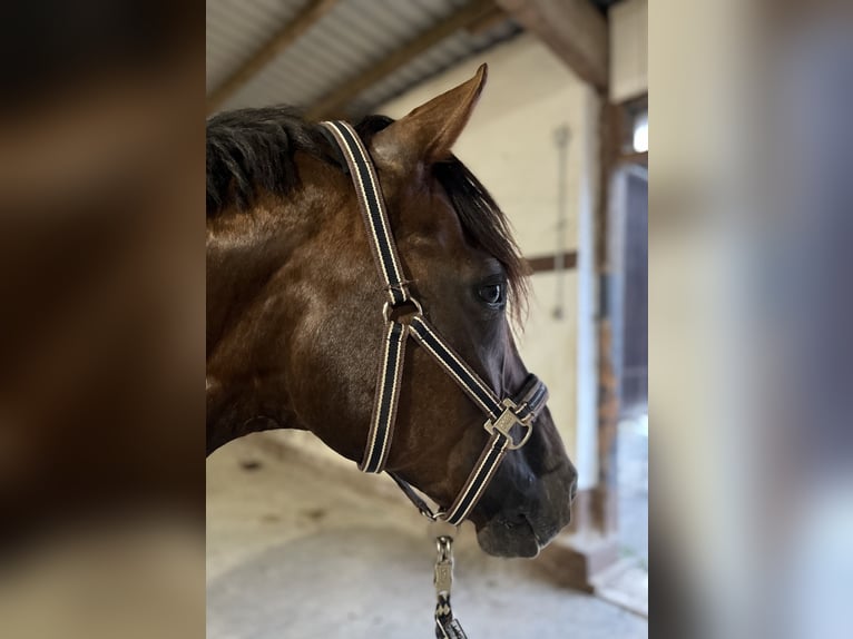 Westfaliano Giumenta 16 Anni 166 cm Sauro scuro in Alsfeld